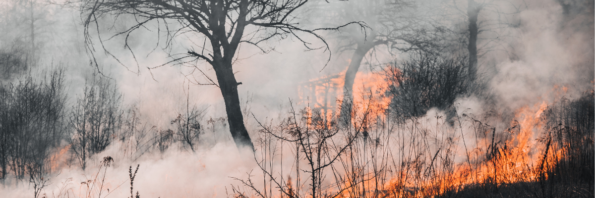 ¿Tu negocio se ha visto afectado por un incendio forestal? Conoce las ayudas que puedes pedir